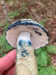 Attēlu rezultāti vaicājumam “Gyroporus cyanescens”