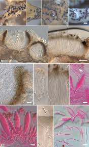 Attēlu rezultāti vaicājumam “Vouauxiomyces santessonii”