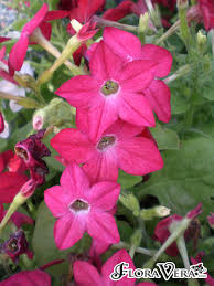 Image result for Nicotiana x sanderae