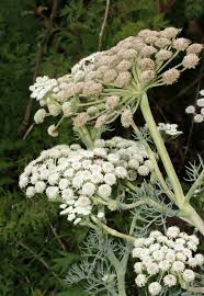 Attēlu rezultāti vaicājumam “Libanotis montana leaf”