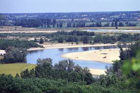 Attēlu rezultāti vaicājumam “Populus x petrowskyana”