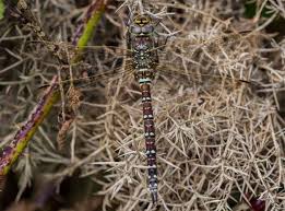 Attēlu rezultāti vaicājumam “Aeshna juncea male”