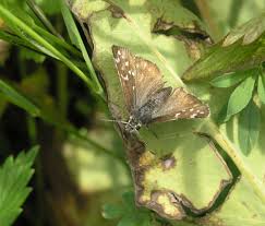 Attēlu rezultāti vaicājumam “Pyrgus serratulae”