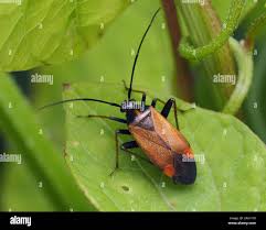 Attēlu rezultāti vaicājumam “Adelphocoris seticornis”