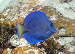 Image result for Acanthurus coeruleus