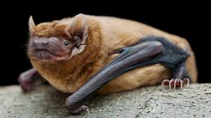 Attēlu rezultāti vaicājumam “Nyctalus noctula”