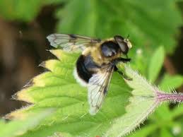 Attēlu rezultāti vaicājumam “Volucella bombylans”