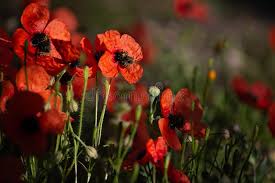 Attēlu rezultāti vaicājumam “Papaver argemone flower”
