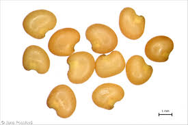 Attēlu rezultāti vaicājumam “Astragalus glycyphyllos fruit”