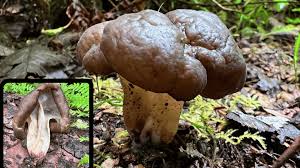 Attēlu rezultāti vaicājumam “Gyromitra esculenta”