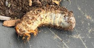 Attēlu rezultāti vaicājumam “Aphelia paleana larva”