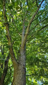 Attēlu rezultāti vaicājumam “Populus laurifolia”