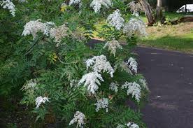 Attēlu rezultāti vaicājumam “Sorbaria sorbifolia flower”