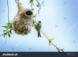 Attēlu rezultāti vaicājumam “Remiz pendulinus nest”