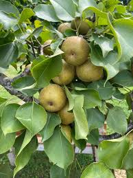 Attēlu rezultāti vaicājumam “Pyrus”