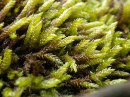 Attēlu rezultāti vaicājumam “Eurhynchiastrum pulchellum macro”