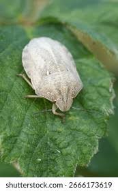 Attēlu rezultāti vaicājumam “Eurygaster testudinaria imago”