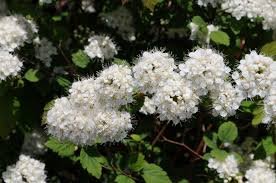 Attēlu rezultāti vaicājumam “Spiraea chamaedryfolia”