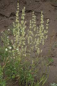 Attēlu rezultāti vaicājumam “Silene borysthenica bud”