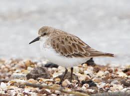 Image result for Calidris ruficollis