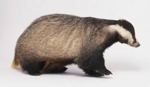 Attēlu rezultāti vaicājumam “Meles meles”