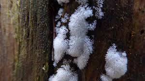 Attēlu rezultāti vaicājumam “Ceratiomyxaceae”