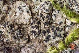 Attēlu rezultāti vaicājumam “Alyxoria varia”