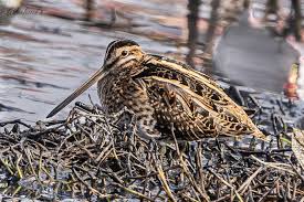 Attēlu rezultāti vaicājumam “Gallinago gallinago nest”