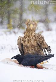 Attēlu rezultāti vaicājumam “Haliaeetus albicilla adult”