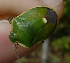 Attēlu rezultāti vaicājumam “Chlorochroa juniperina imago”