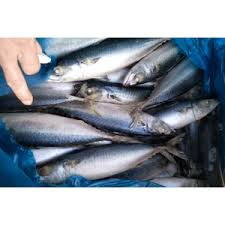 Image result for Scomber scombrus