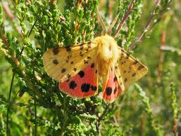 Attēlu rezultāti vaicājumam “Rhyparia purpurata”