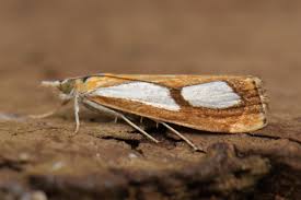 Attēlu rezultāti vaicājumam “Catoptria verellus”