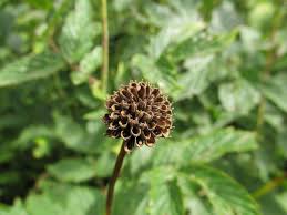 Attēlu rezultāti vaicājumam “Trollius europaeus bud”