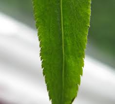 Attēlu rezultāti vaicājumam “Achillea salicifolia”