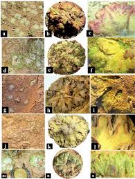 Attēlu rezultāti vaicājumam “Riccia cavernosa”