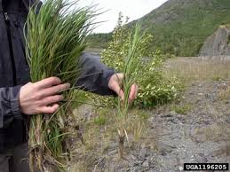 Attēlu rezultāti vaicājumam “Didymium xanthopus stalked”