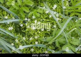 Attēlu rezultāti vaicājumam “Stellaria crassifolia”