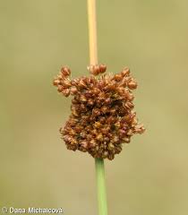 Attēlu rezultāti vaicājumam “Juncus conglomeratus fruit”