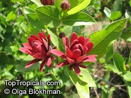 Attēlu rezultāti vaicājumam “Calycanthus floridus”