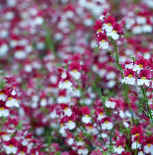 Image result for Elfenspiegel