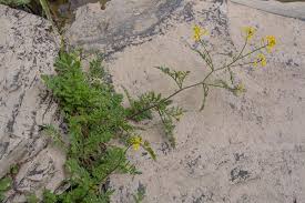 Attēlu rezultāti vaicājumam “Rorippa sylvestris”