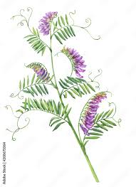 Attēlu rezultāti vaicājumam “Vicia cracca flower”