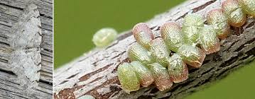 Attēlu rezultāti vaicājumam “Aethalura punctulata”