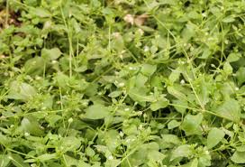 Attēlu rezultāti vaicājumam “Stellaria media”