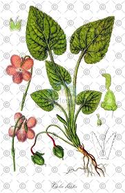 Attēlu rezultāti vaicājumam “Viola epipsila”