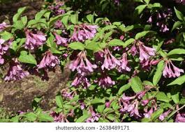 Attēlu rezultāti vaicājumam “Weigela praecox”