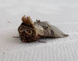 Attēlu rezultāti vaicājumam “Abrostola tripartita”