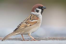 Image result for Passer montanus
