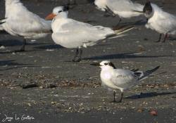 Image result for Sterna acuflavida